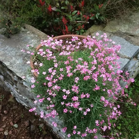 Dimora Fiorita Senior My Pensión